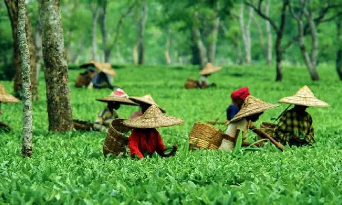 Assam : केंद्रीय मंत्री ने चाय उद्योग की चुनौतियों से निपटने का संकल्प लिया