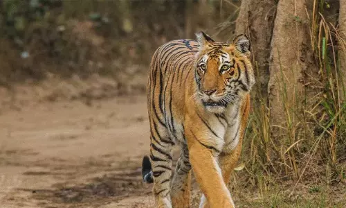 Asifabad में गांव के बाहरी इलाके में बाघ ने भैंस को मार डाला