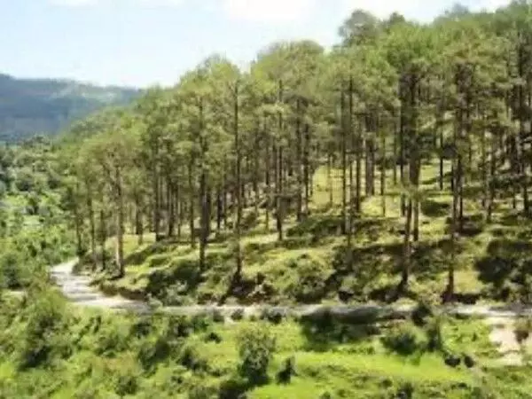 Uttarakhand ने वन प्रबंधन के लिए एआई का इस्तेमाल किया, परिणाम उत्साहजनक रहे