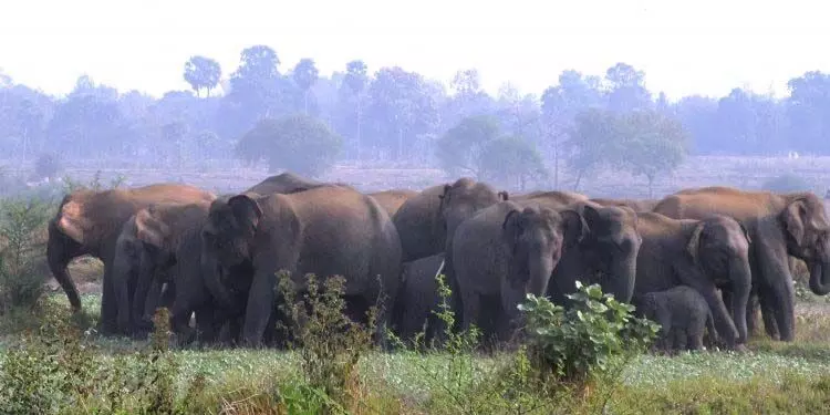 Dhenkanal, सौम्य दिग्गजों के लिए एक आश्रय स्थल