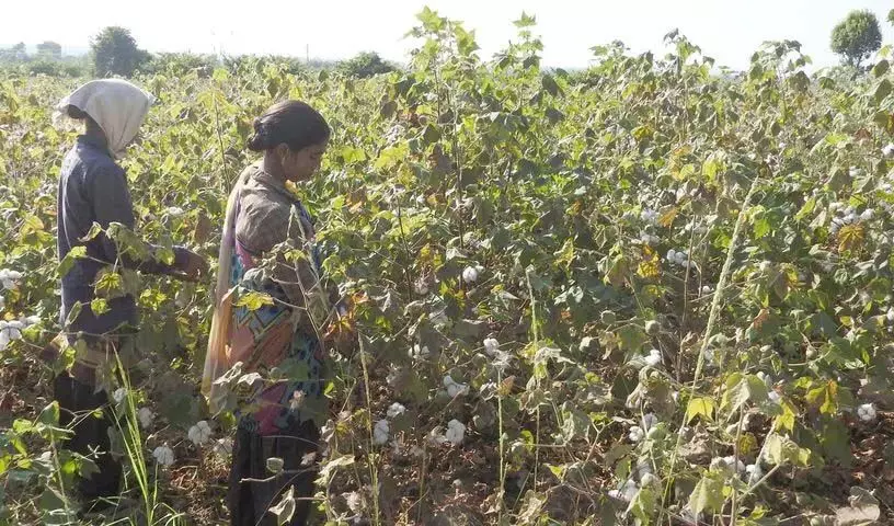 बाघ और कपास के बीच फंसे आसिफाबाद के किसान करो या मरो की स्थिति में