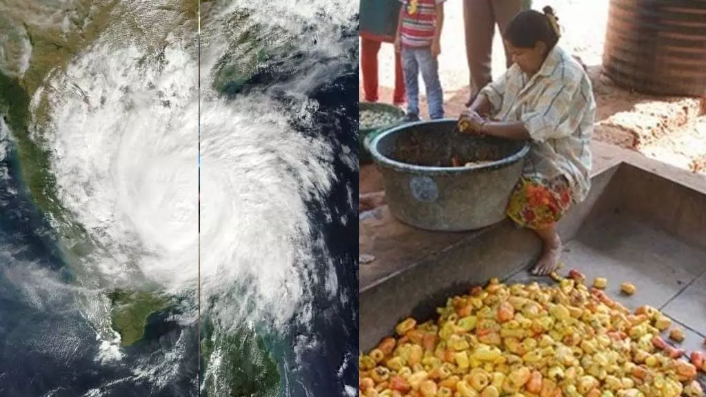 सिंधुदुर्ग: दिसंबर के पहले सप्ताह में बादल छाए रहेंगे, काजू उत्पादक चिंतित