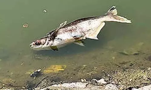 Telangana :  कभी सभी की निगाहों का केंद्र रही पब्लिक गार्डन झील अब अस्तित्व के लिए हांफ रही