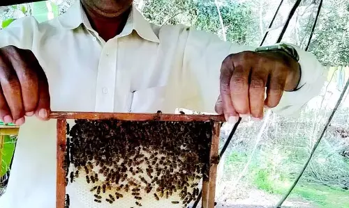 GOA: मेल्विन डिसूजा ने मधुमक्खी पालन में उत्साह बनाए रखा GOA: मेल्विन डिसूजा ने मधुमक्खी पालन में उत्साह बनाए रखा