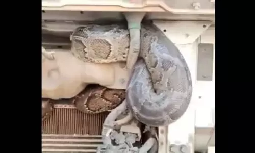 ट्रक में छिपकर यूपी से बिहार तक 98 किलोमीटर का सफर तय कर आया python