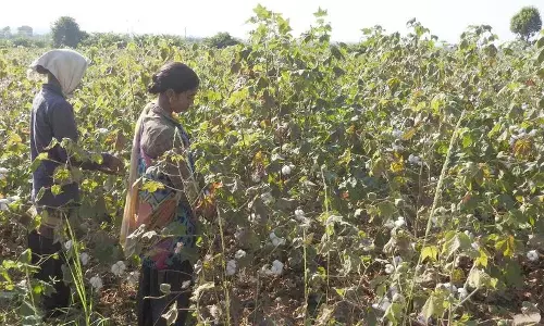 बाघ और कपास के बीच फंसे आसिफाबाद के किसान करो या मरो की स्थिति में