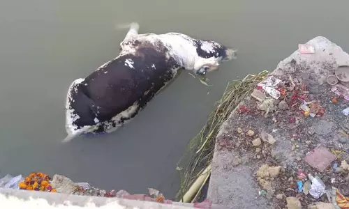 Punjab: नहर में शव और मृत मछलियाँ तैरती मिलीं
