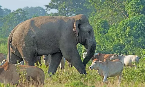 Karnataka के कुक्के सुब्रह्मण्य मंदिर में जंगली हाथी ने मचाई हलचल Karnataka के कुक्के सुब्रह्मण्य मंदिर में जंगली हाथी ने मचाई हलचल