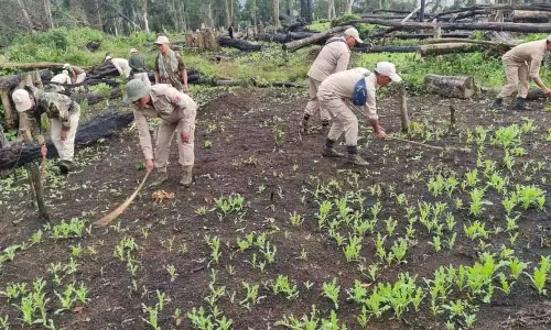 Manipur : 2017 से अब तक 19000 एकड़ से अधिक अवैध अफीम की खेती नष्ट की गई