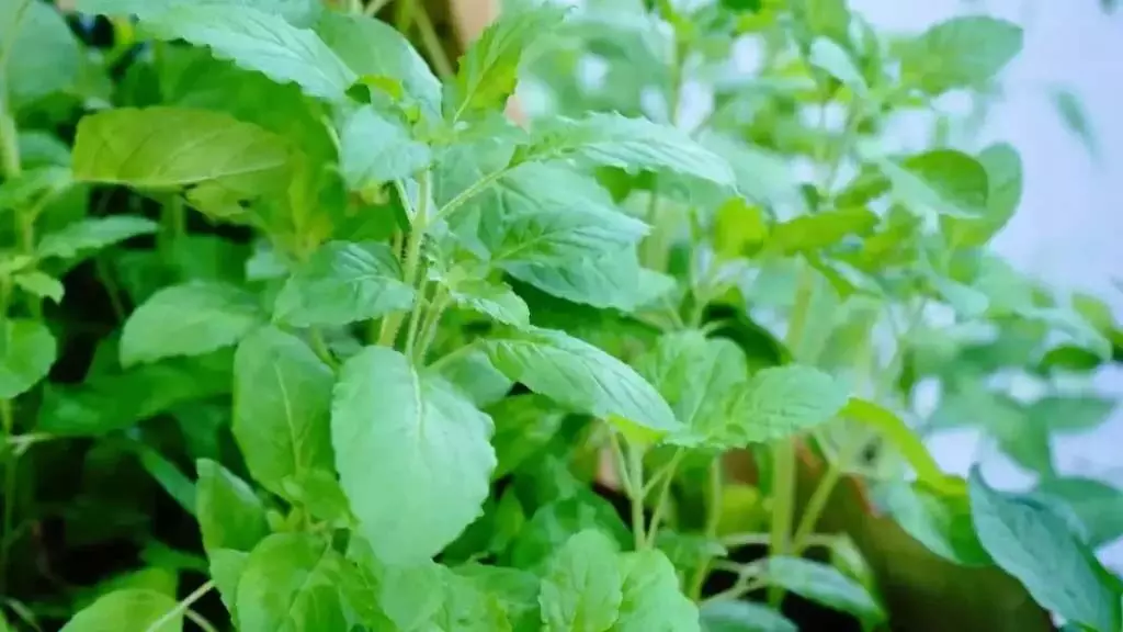 Tulsi Leaf Kadha Benefits: सर्दियों में तुलसी का काढ़ा पीने के फायदे