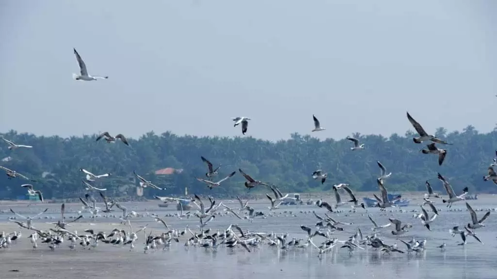 Seagull पक्षी यूरोप से हजारों किमी का सफर तय कर सिंधुदुर्ग समुद्र तट पर