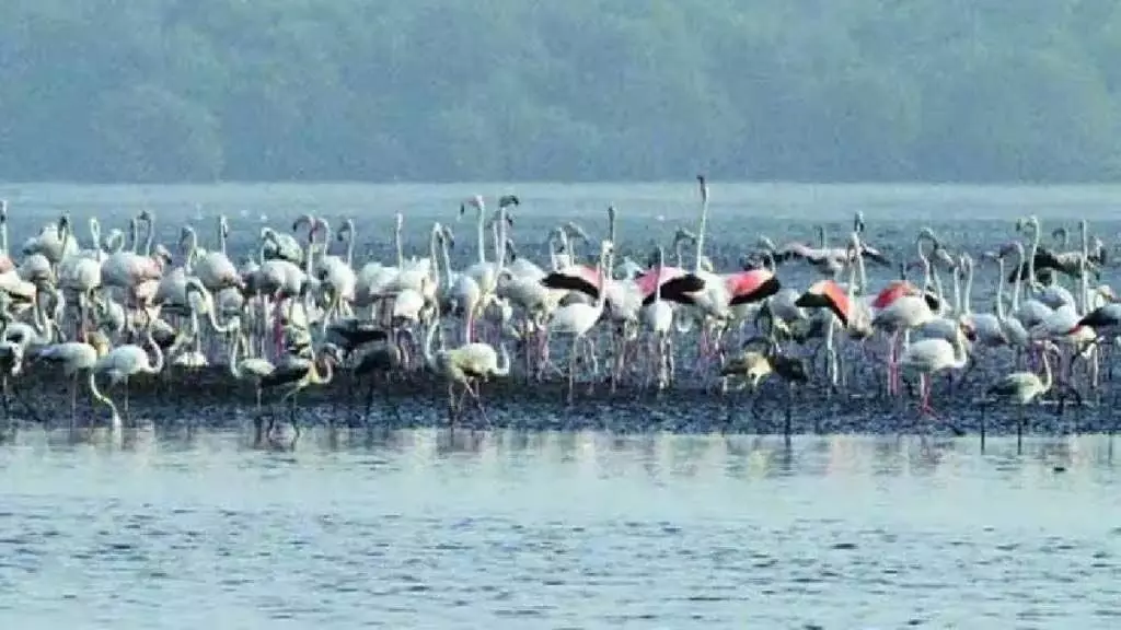 Flamingo को ड्रोन से शूट करने पर पक्षी प्रेमियों ने नाराजगी जताई