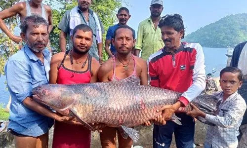 Chhattisgarh : 65 किलो की मछली देखकर चौंके मछुआरे