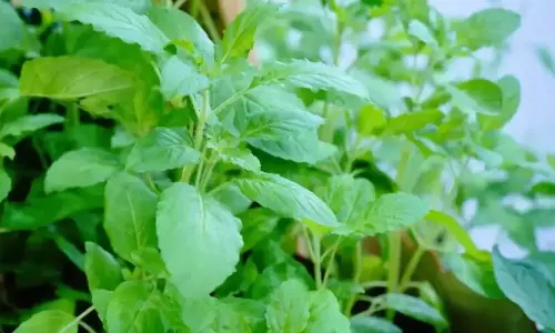 Tulsi Leaf Kadha Benefits: सर्दियों में तुलसी का काढ़ा पीने के फायदे
