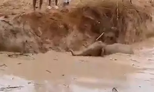 हाथी के शावक की ग्रामीणों ने बचाई जान