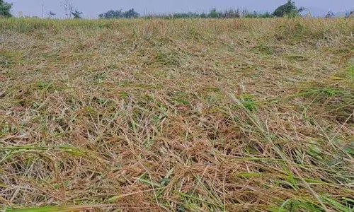 बेमौसम बारिश से फसल बर्बाद होने पर किसानों ने सरकार से मदद मांगी