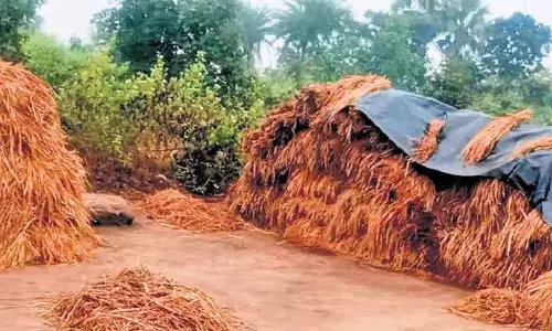 Odisha में बेमौसम बारिश से धान की कटाई पर खतरा