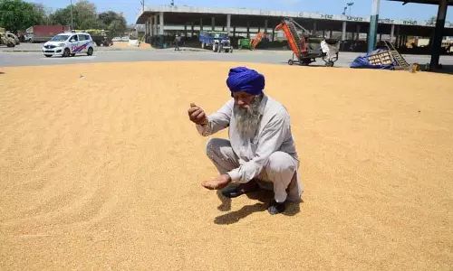 Punjab: पाऊ ने पौष्टिक ‘एटा’ बिस्कुट के लिए गेहूं की विविधता लॉन्च की