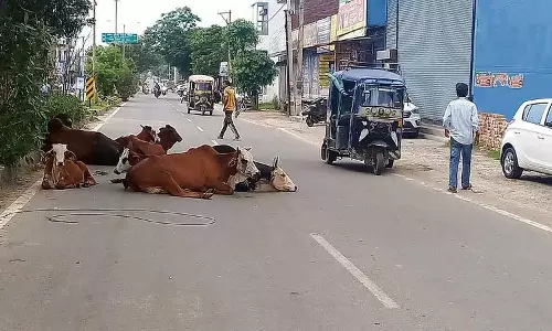 Haryana : आवारा मवेशी यात्रियों के लिए खतरा