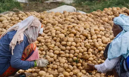 बंगाल के आलू व्यापारी अनिश्चितकालीन हड़ताल पर अड़े