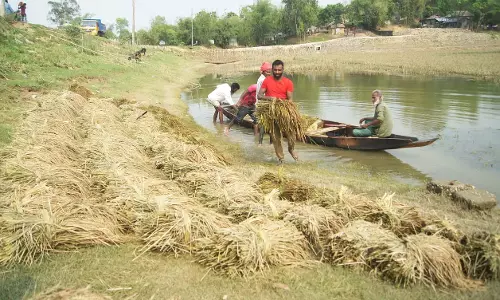 रबी फसल के तहत बुवाई का रकबा 428 लाख हेक्टेयर के पार
