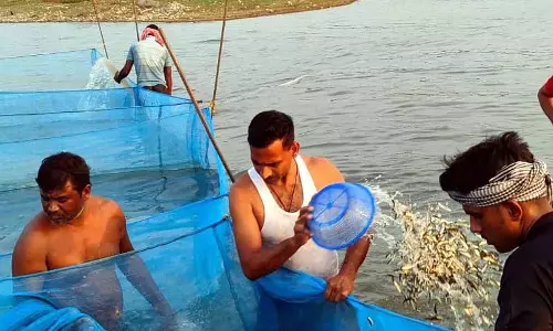 Himachal: 65 लाख बीजों, पोंग जलाशय मछली उत्पादन को बढ़ावा देने के लिए सेट