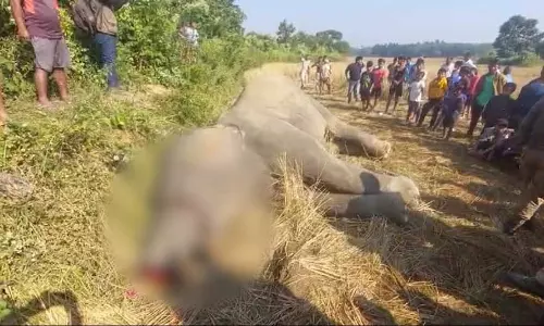 Assam : जंगली हाथी को बदमाशों ने बिजली का करंट लगाकर मार डाला