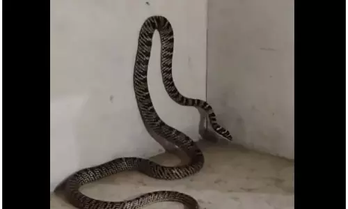 ऐसे उड़ने वाले सांप को लोगों ने पहले देखा ही नहीं था...होश हुए फाख्ता ऐसे उड़ने वाले सांप को लोगों ने पहले देखा ही नहीं था...होश हुए फाख्ता