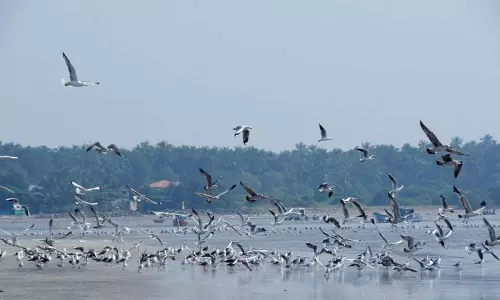 Seagull पक्षी यूरोप से हजारों किमी का सफर तय कर सिंधुदुर्ग समुद्र तट पर