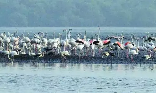 Flamingo को ड्रोन से शूट करने पर पक्षी प्रेमियों ने नाराजगी जताई
