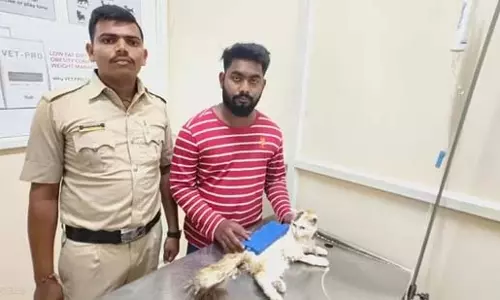 Bengaluru: रूममेट की पालतू बिल्ली को मारकर लहूलुहान किया, पुलिस ने दर्ज किया मामला