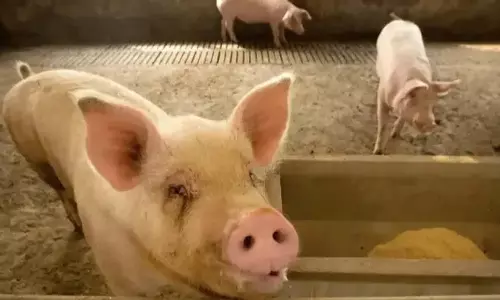 Odisha: राक्षस का किरदार निभाने वाले अभिनेता ने जिंदा सुअर का पेट फाड़कर खाया मांस