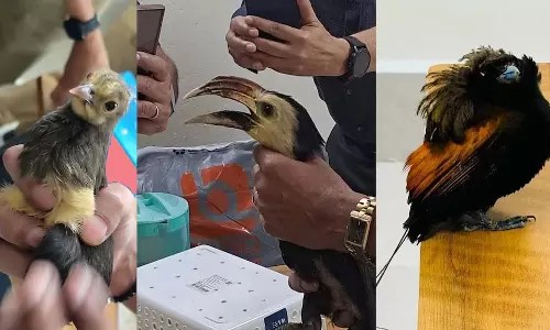 Kochi airport पर जब्त 14 विदेशी पक्षियों को वापस थाईलैंड भेजा Kochi airport पर जब्त 14 विदेशी पक्षियों को वापस थाईलैंड भेजा