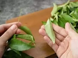 Curry leaves: सर्दियों में खूब चबाएं ये मीठी पत्तियां, शरीर की कई समस्याओं से मिलेगी राहत