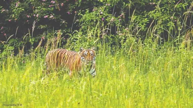 Telangana के वन अधिकारियों ने कहा- बाघ शायद महाराष्ट्र वापस चला गया