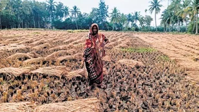 Odisha: गंजम के किसानों के लिए बारिश मुसीबत बन गई