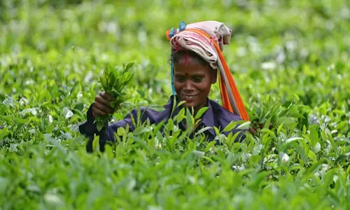 दार्जिलिंग चाय उद्योग ने वित्तीय पुनरुद्धार पैकेज की मांग की