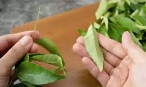 Curry leaves: सर्दियों में खूब चबाएं ये मीठी पत्तियां, शरीर की कई समस्याओं से मिलेगी राहत Curry leaves: सर्दियों में खूब चबाएं ये मीठी पत्तियां, शरीर की कई समस्याओं से मिलेगी राहत