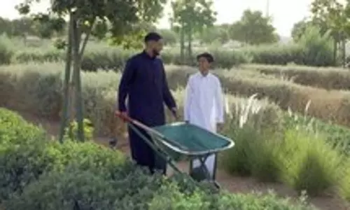 Saudi Arabia ने वनरोपण बढ़ाने के लिए पाँच पहलों की घोषणा की