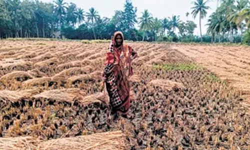 Odisha: गंजम के किसानों के लिए बारिश मुसीबत बन गई