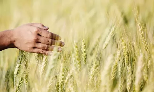 रबी फसल के तहत बुवाई का रकबा 428 lakh हेक्टेयर के पार