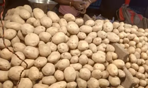 Odisha में आलू की अच्छी पैदावार वाली मंडियां आलू को ठंडक देने में विफल रहीं Odisha में आलू की अच्छी पैदावार वाली मंडियां आलू को ठंडक देने में विफल रहीं
