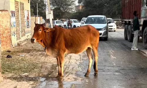 Punjab: 2 हजार मवेशियों की क्षमता के मुकाबले सरकारी गौशाला में केवल 300 मवेशी रखे गए