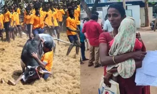 165 जल्लीकट्टू मैदान.. तमिलाची के नाम से जानी जाती रेणुका.. अब आंसुओं में 165 जल्लीकट्टू मैदान.. तमिलाची के नाम से जानी जाती रेणुका.. अब आंसुओं में