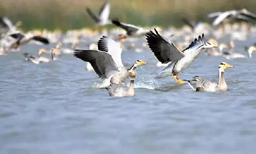 Gadag में प्रवासी पक्षियों के स्वर्ग को बढ़ती चुनौतियों का सामना करना पड़ रहा