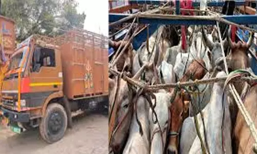 Tikamgarh: बजरंग दल के लोगों ने गोवंश से भरे ट्रक को पकड़ा, जांच कर रही पुलिस Tikamgarh: बजरंग दल के लोगों ने गोवंश से भरे ट्रक को पकड़ा, जांच कर रही पुलिस