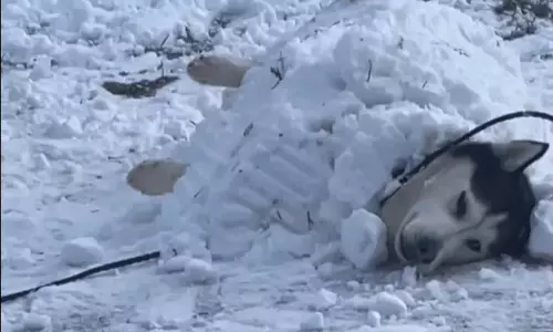 viral video : हस्की कुत्ते का बर्फ के प्रति प्यार दिखाने का अनोखा वीडियो वायरल
