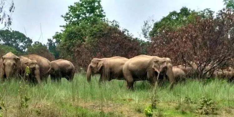 वन विभाग ने बड़ी संख्या में लोगों की मौत पर लगाम लगाने के लिए कदम उठाए