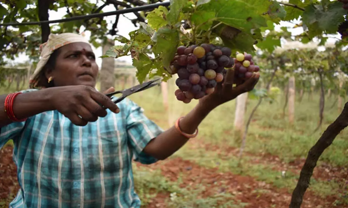 Tamil Nadu: कोयंबटूर में पनीर अंगूर की खेती में गिरावट’