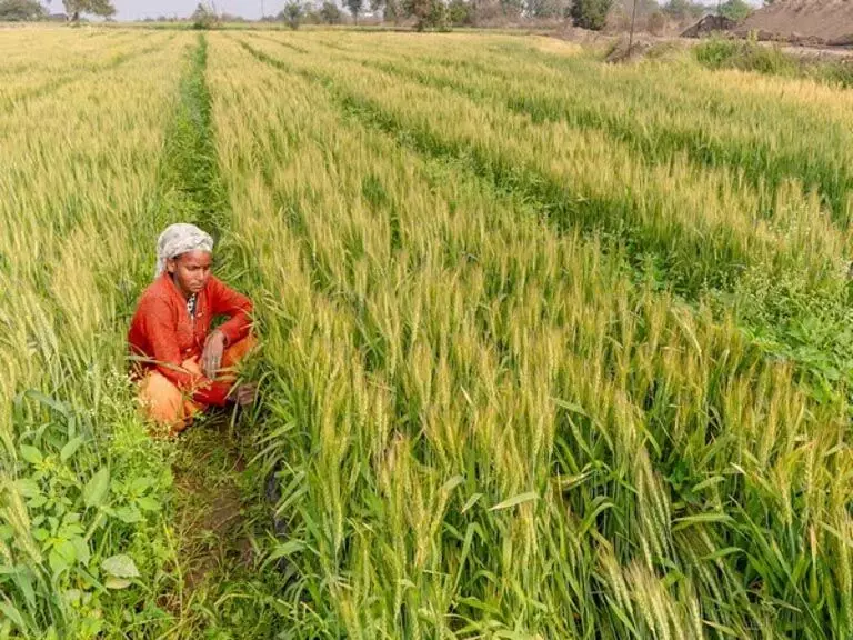 Bargarh में किसानों ने खरीफ धान खरीद प्रक्रिया में देरी और अनियमितताओं के खिलाफ प्रदर्शन किया